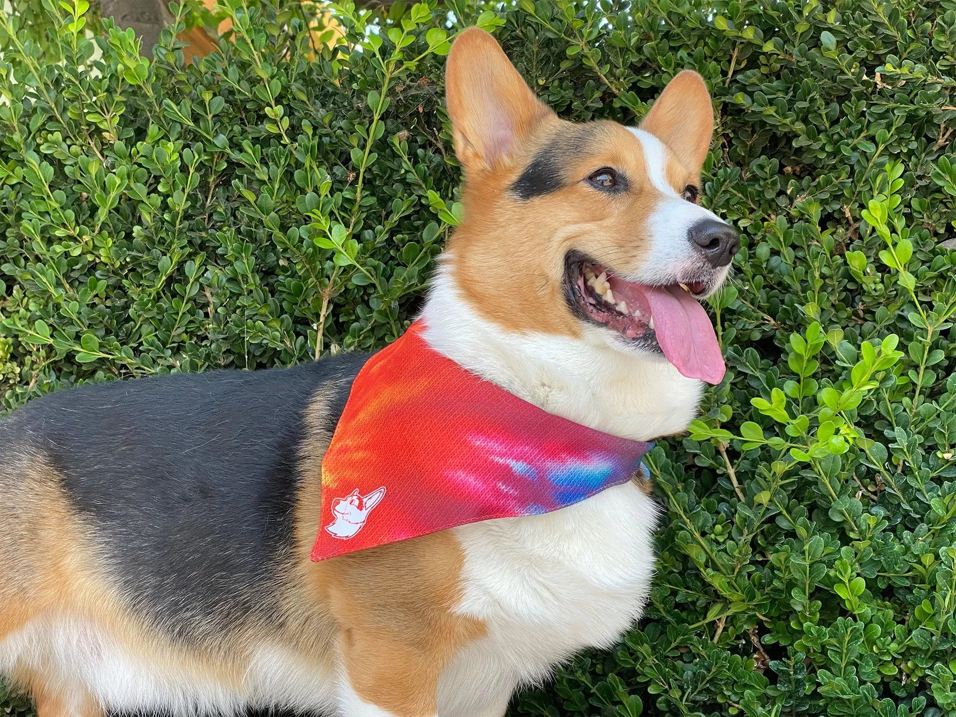 Tie-Dye Corgi Dog Bandana